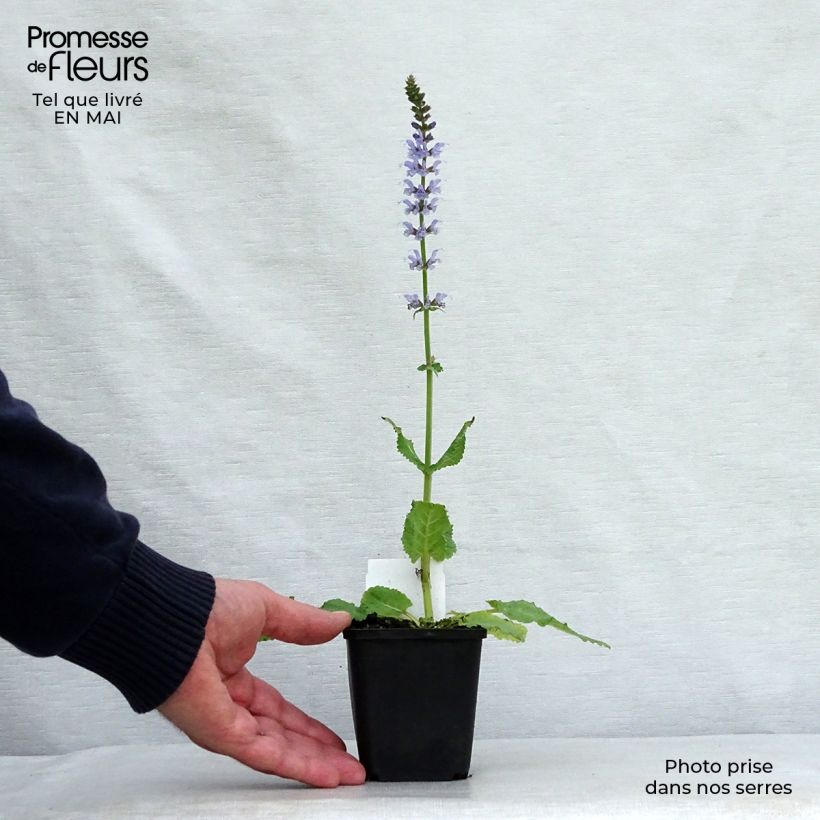 Example of Sauge Crystal Blue - Sauge des bois. Godet de 8/9 cm as you get in printemps