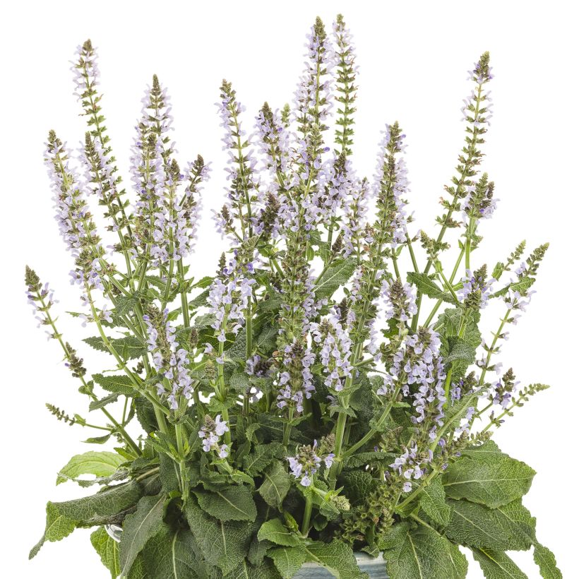 Sauge Crystal Blue - Sauge des bois. (Plant habit)