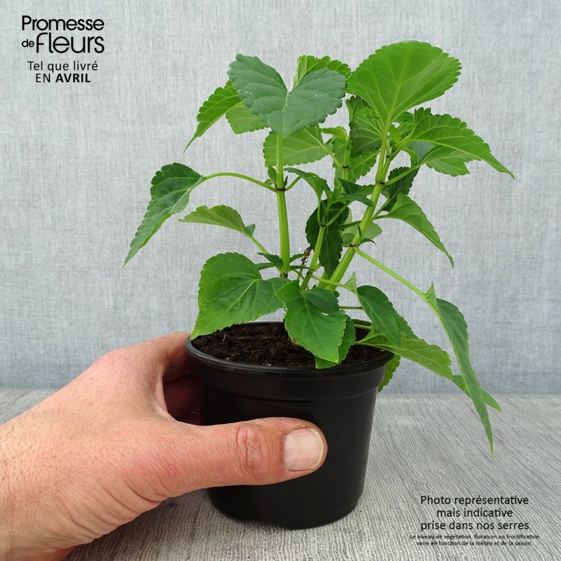 Spécimen de Sauge Gogo Purple Godet de 8/9 cm tel que livré au printemps