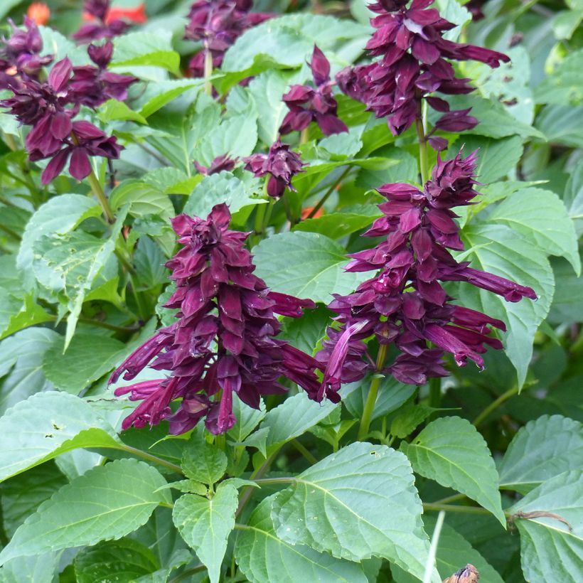 Sauge Gogo Purple (Floraison)