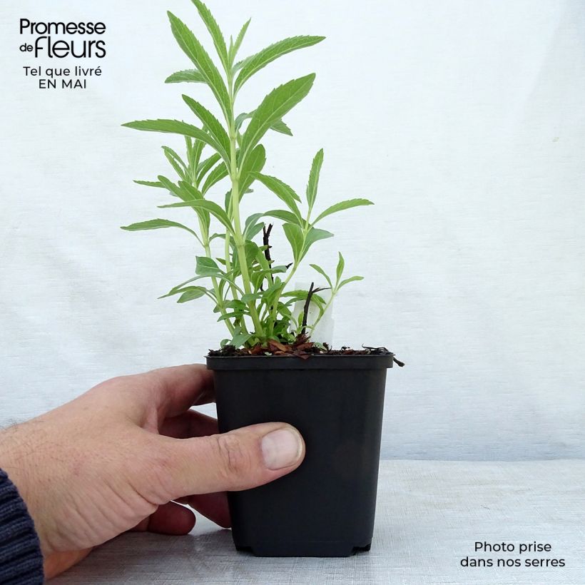 Spécimen de Sauge, Salvia uliginosa African Skies Godet de 8/9 cm tel que livré au printemps