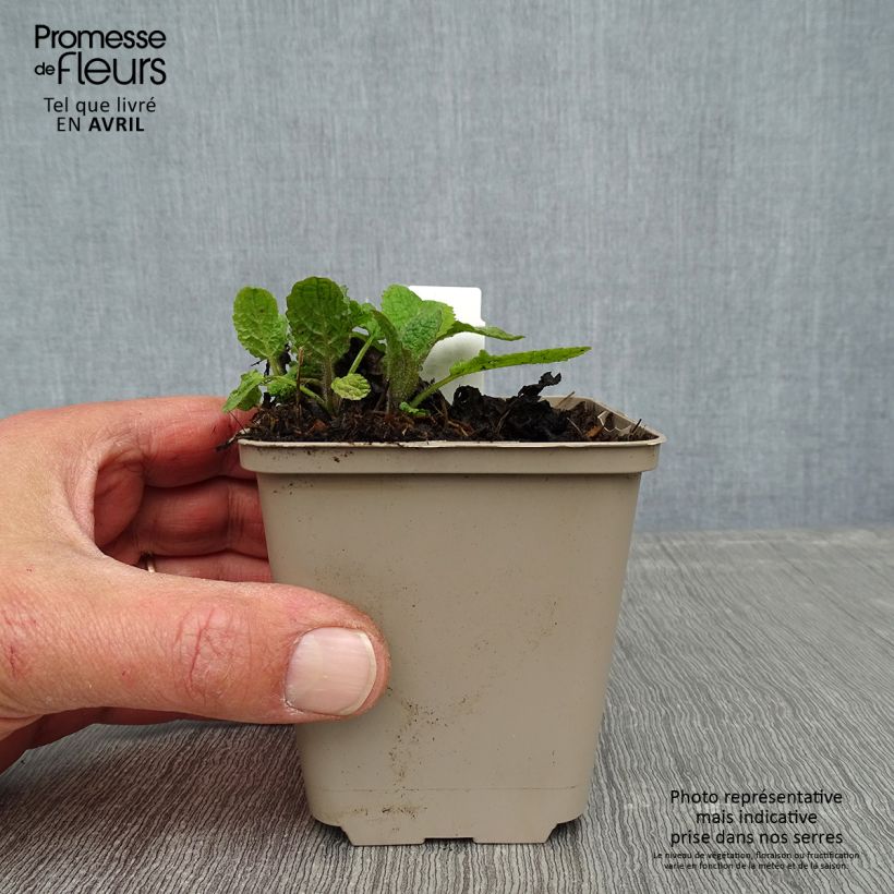 Spécimen de Sauge - Salvia forsskaolei  Godet de 8/9 cm tel que livré au printemps