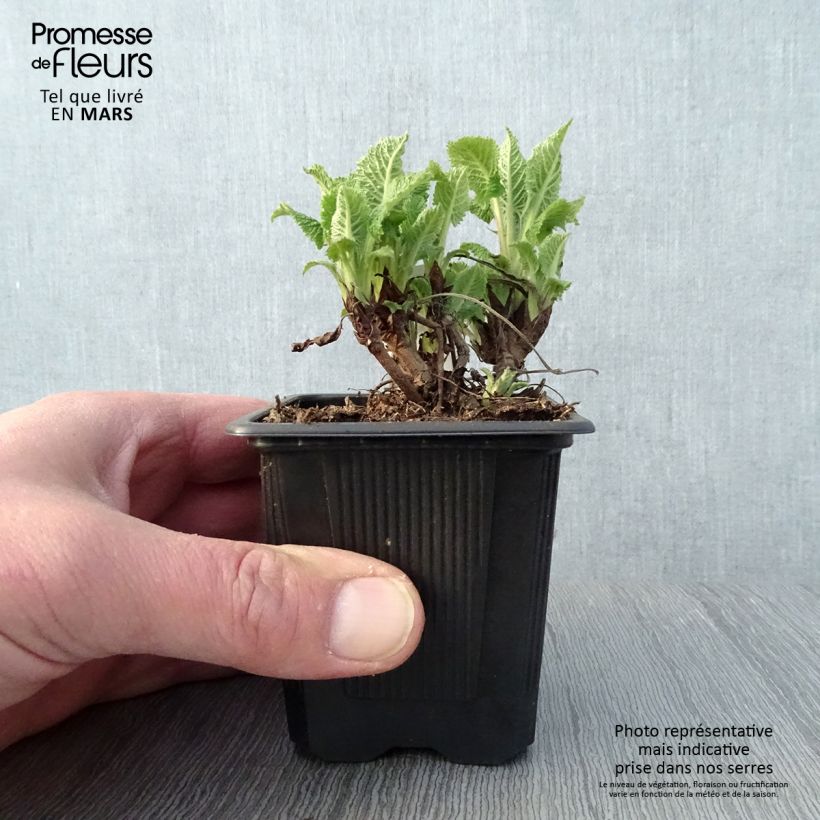 Example of Sauge - Salvia glutinosa Godet de 8/9 cm as you get in printemps