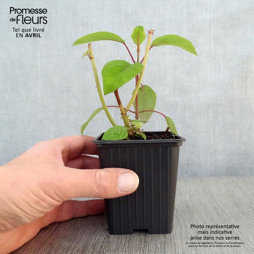 Example of Sauge - Salvia involucrata Bethelii Godet de 7/8 cm as you get in printemps