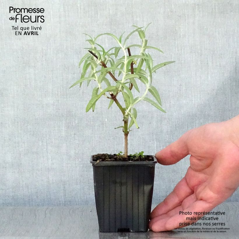 Example of Sauge - Salvia leucantha Godet de 7/8 cm as you get in printemps