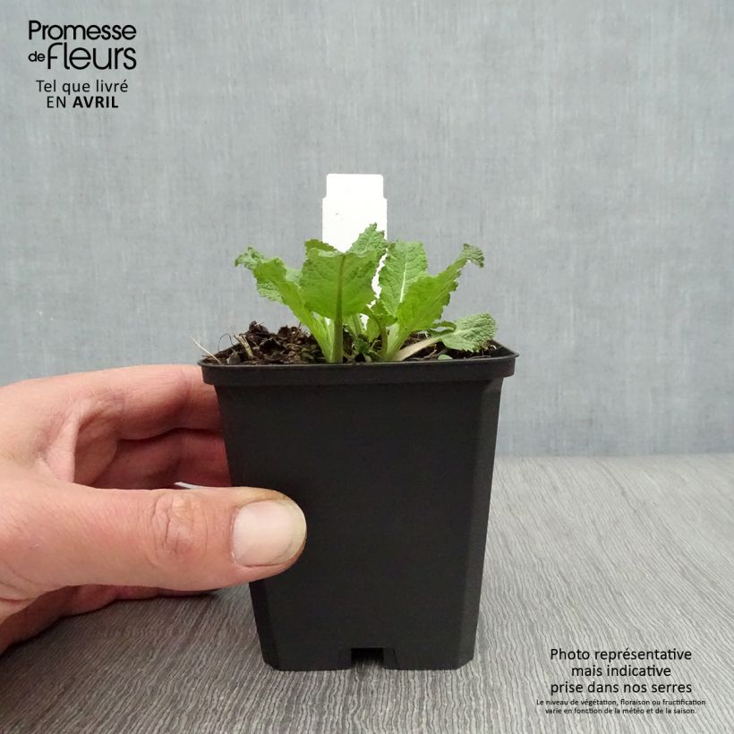 Example of Sauge - Salvia nemorosa Amethyst Godet de 8/9 cm as you get in printemps