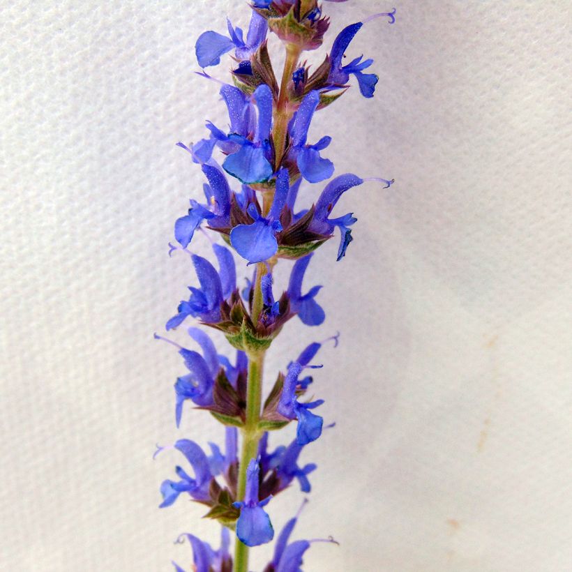 Salvia nemorosa Blauhügel (Flowering)
