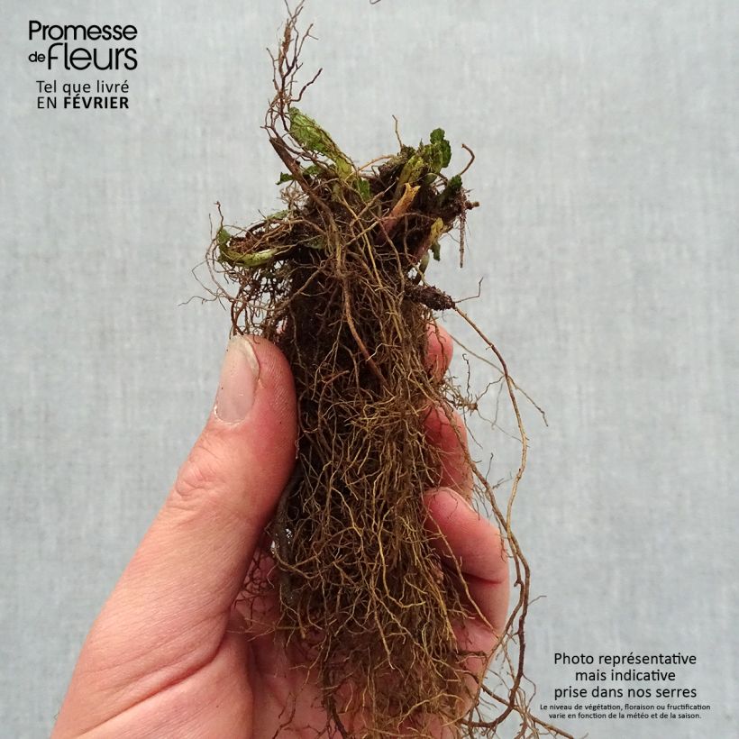 Spécimen de Sauge - Salvia nemorosa Caradonna Pink Racines nues, Qualité premium tel que livré en hiver