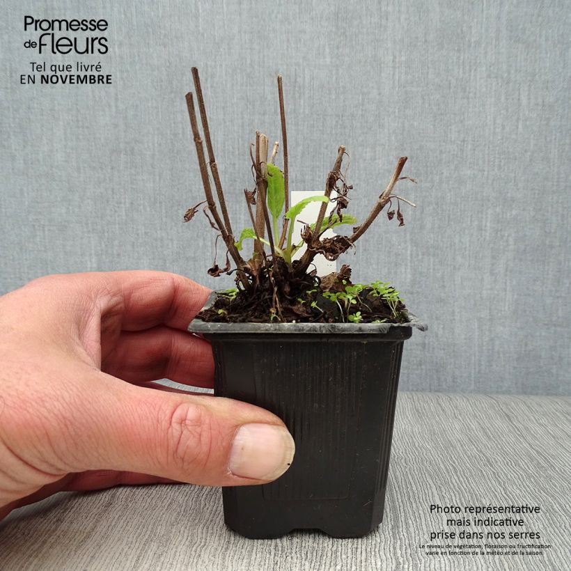 Spécimen de Sauge - Salvia nemorosa Caradonna Godet de 8/9 cm tel que livré en automne