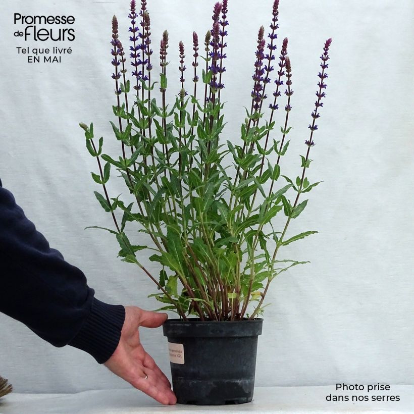 Example of Sauge - Salvia nemorosa Caradonna Pot de 1,5L/2L as you get in printemps