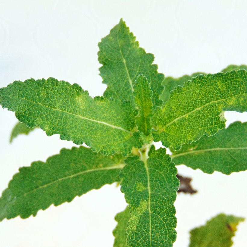 Sauge - Salvia nemorosa Schwellenburg (Foliage)