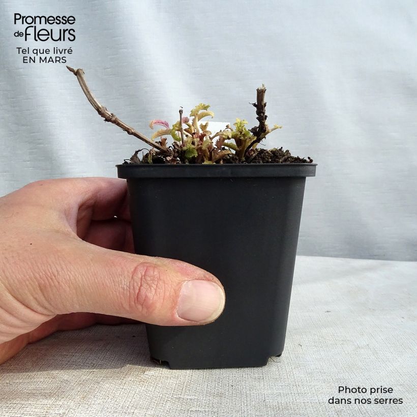 Example of Sauge - Salvia nemorosa Schwellenburg Godet de 8/9 cm as you get in printemps