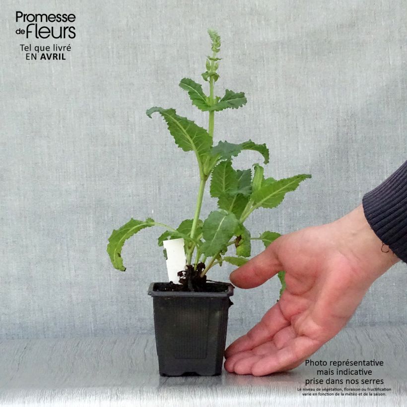 Example of Sauge - Salvia sylvestris Rhapsody in Blue Godet de 8/9 cm as you get in printemps