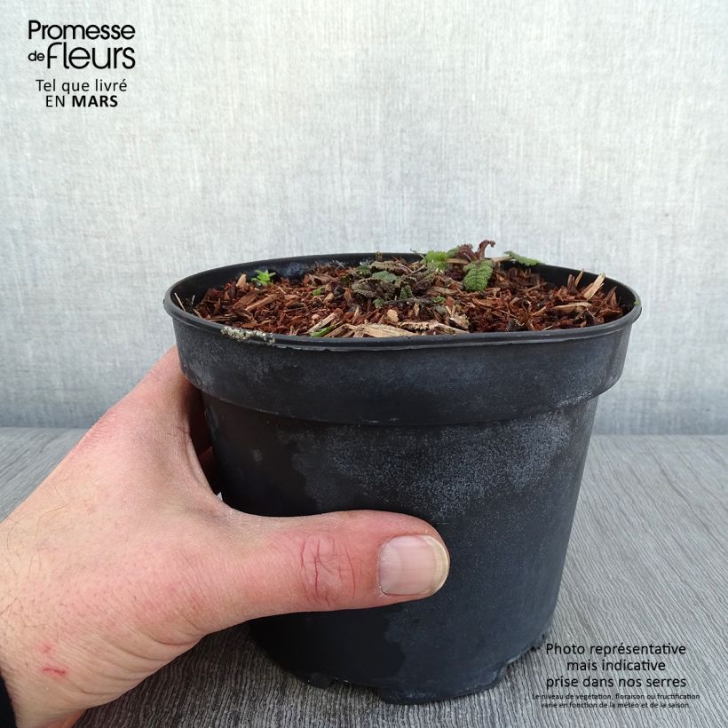 Example of Sauge - Salvia sylvestris Rhapsody in Blue Pot de 2L/3L as you get in hiver