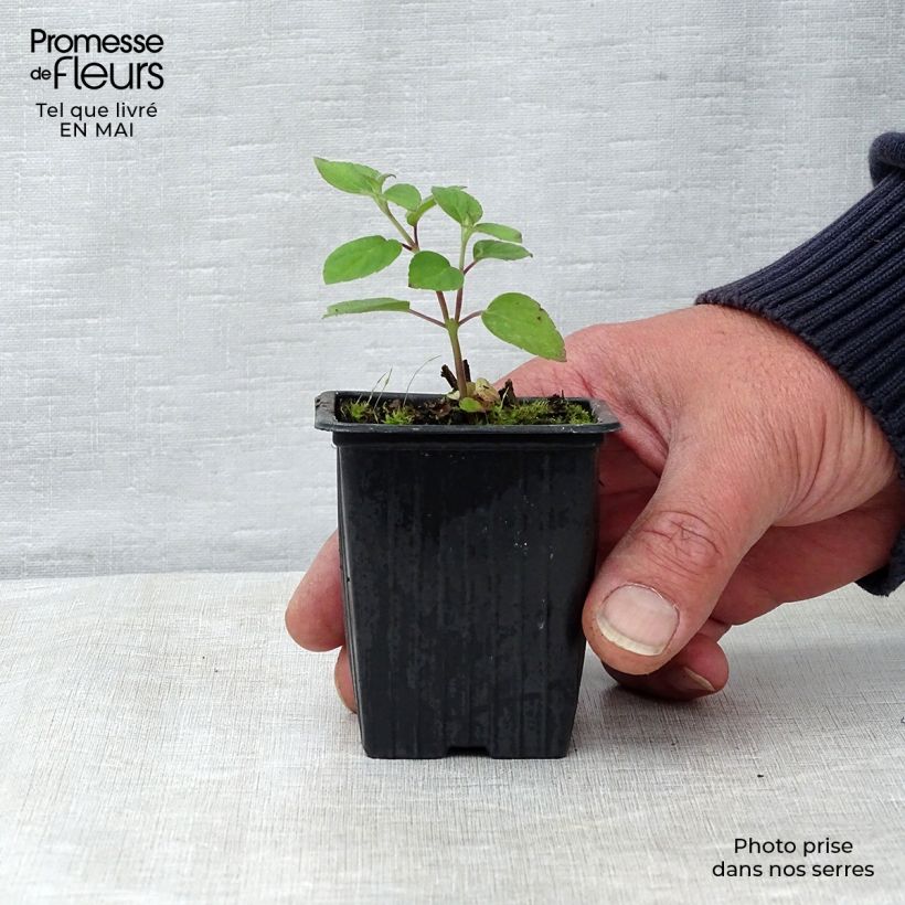 Example of Sauge Tangerine goût d'orange - Salvia elegans Godet de 7/8 cm as you get in printemps
