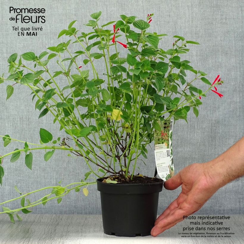 Example of Sauge Tangerine goût d'orange - Salvia elegans Pot de 1,5L/2L as you get in printemps