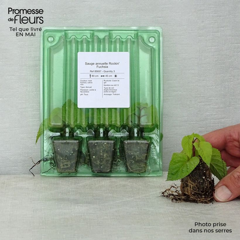 Spécimen de Sauge annuelle Rockin' Fuchsia Mini-motte Ø 3/4 cm, Plant vert de 5 à 10 cm de haut tel que livré au printemps