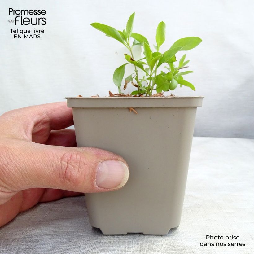 Example of Sauge arbustive Amethyst Lips - Salvia greggii Godet de 8/9 cm as you get in printemps