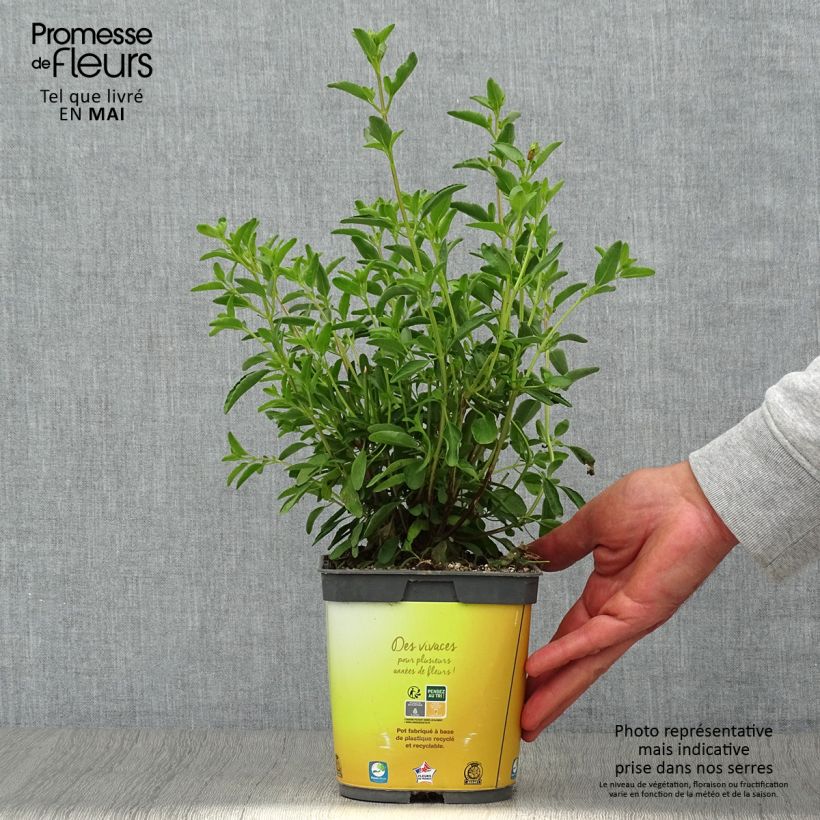 Example of Sauge arbustive Belle de Loire - Salvia jamensis Pot de 2L/3L as you get in printemps