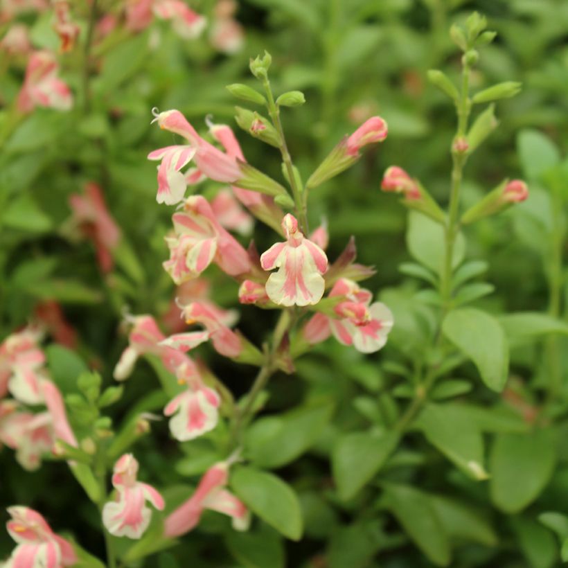 Sauge arbustive Belle de Loire - Salvia jamensis (Flowering)