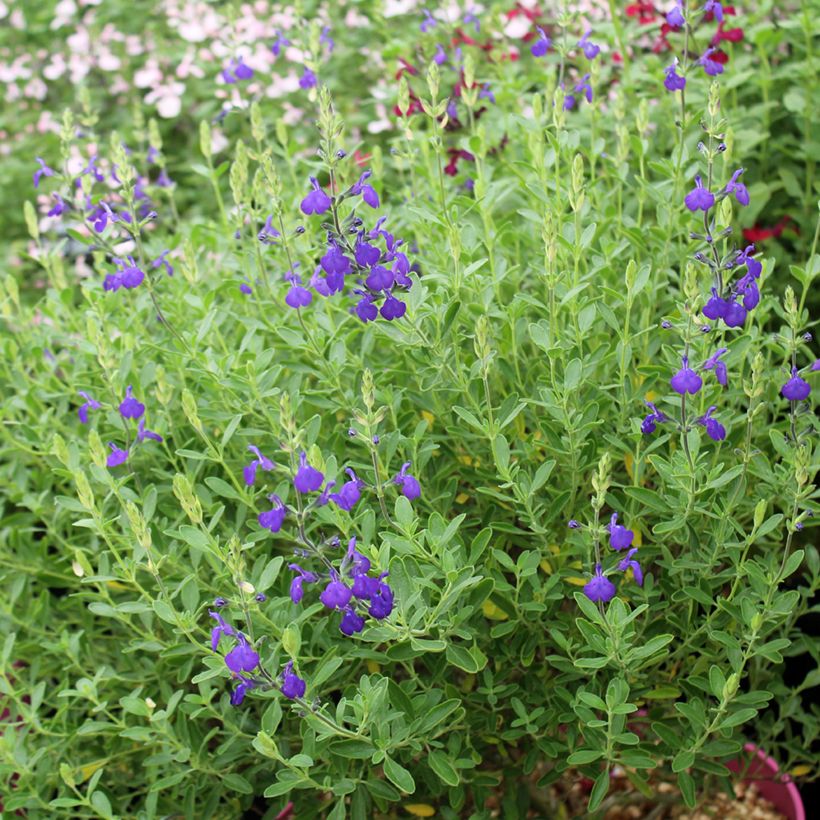 Sauge arbustive Blue Note - Salvia microphylla (Plant habit)