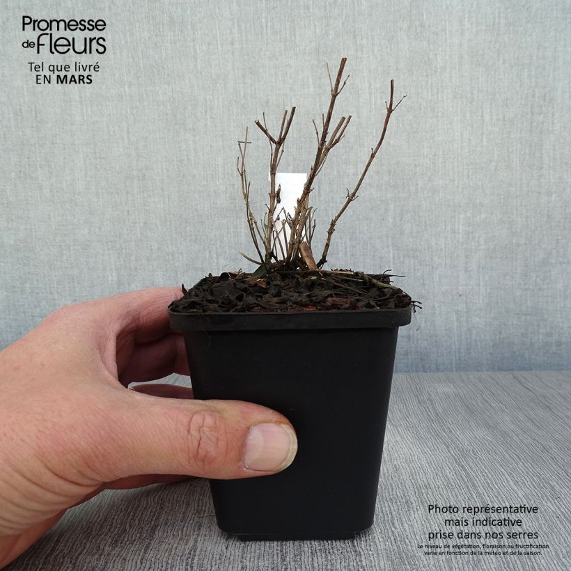 Example of Sauge arbustive Blue Note - Salvia microphylla Godet de 8/9 cm as you get in printemps