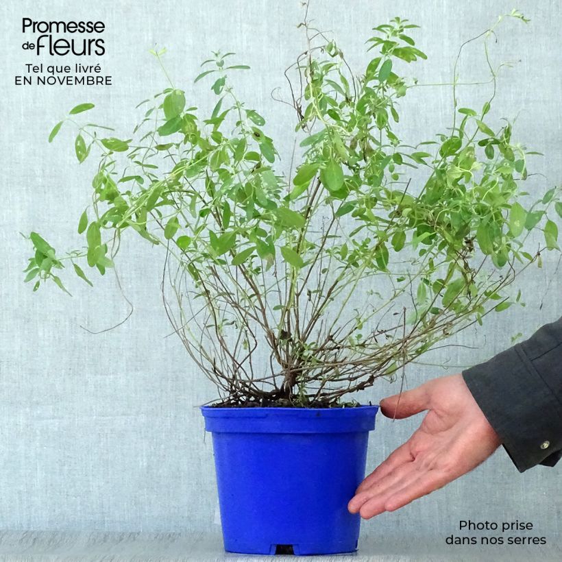 Spécimen de Sauge arbustive Blue Note - Salvia microphylla Pot de 2L/3L tel que livré en automne