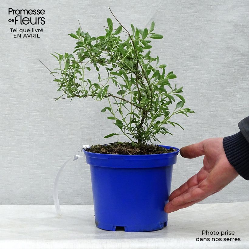 Example of Sauge arbustive Blue Note - Salvia microphylla Pot de 2L/3L as you get in printemps