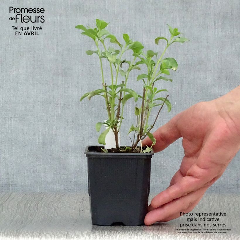 Example of Sauge arbustive California Sunset - Salvia (x) jamensis Godet de 8/9 cm as you get in printemps