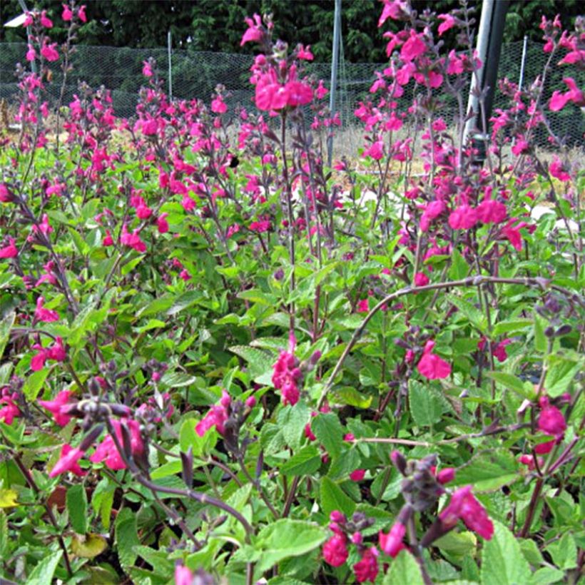 Sauge arbustive Cerro Potosi - Salvia microphylla (Flowering)