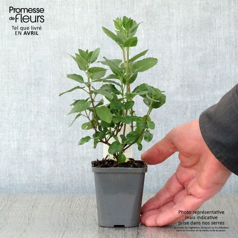 Example of Sauge arbustive Cerro Potosi - Salvia microphylla Godet de 7/8 cm as you get in printemps