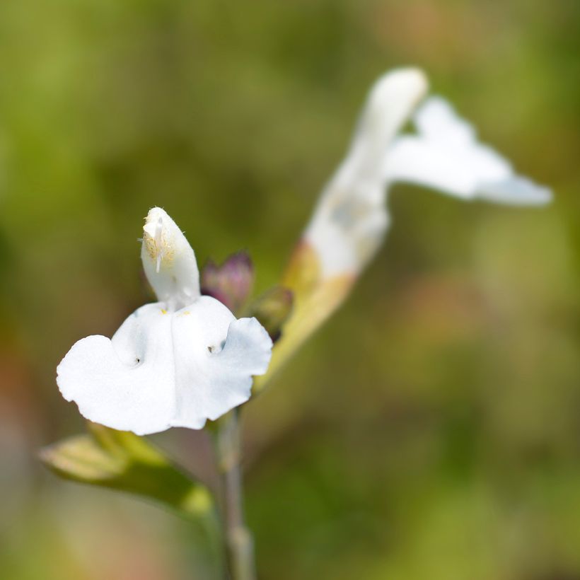 Sauge arbustive Gletsjer - Salvia microphylla (Flowering)