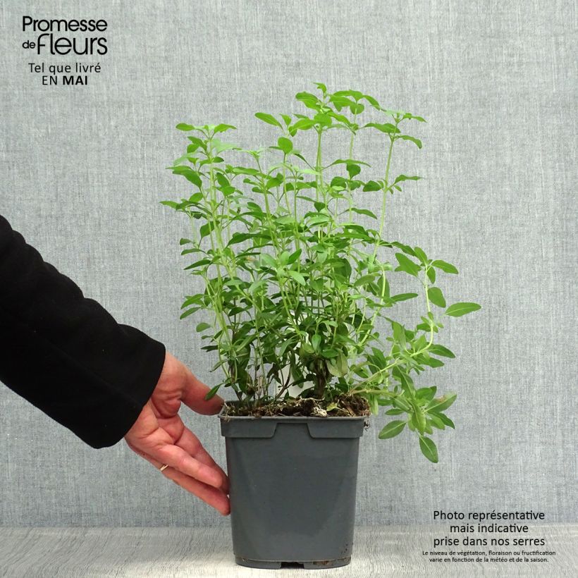 Example of Sauge arbustive Icing Sugar - Salvia greggii  Pot de 2L/3L as you get in printemps