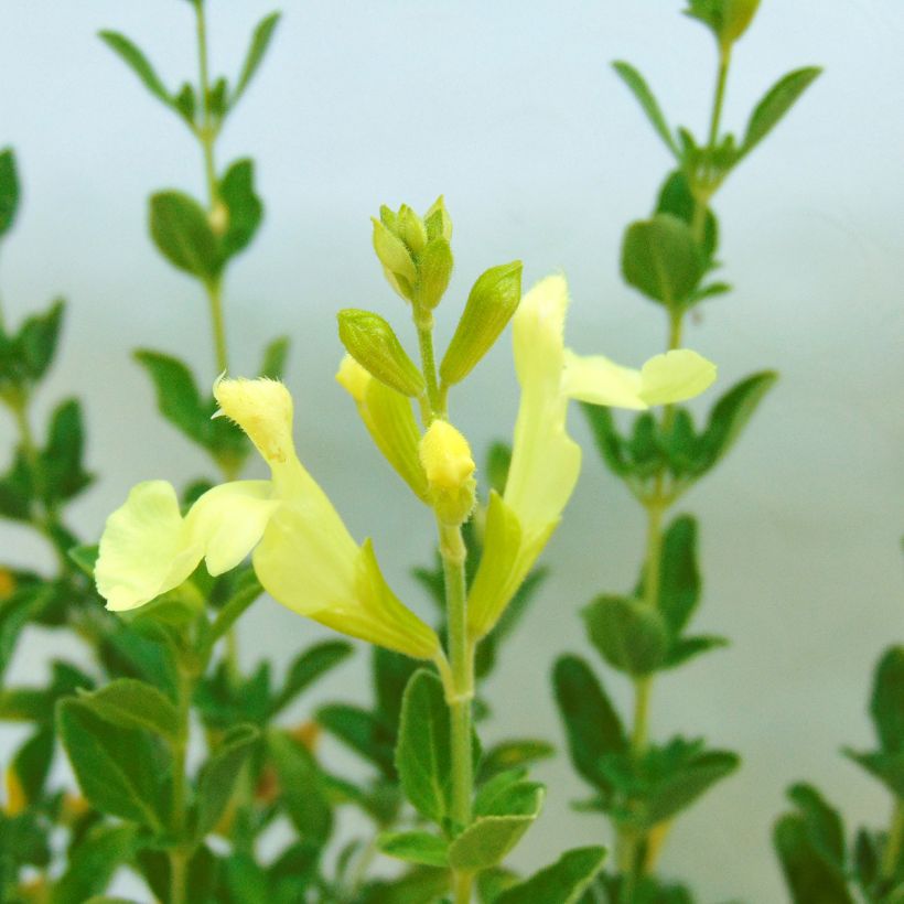 Sauge arbustive Lemon Light  (Flowering)