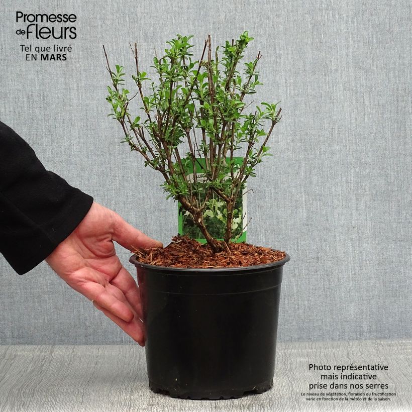 Example of Sauge arbustive Lemon Light  Pot de 2L/3L as you get in printemps