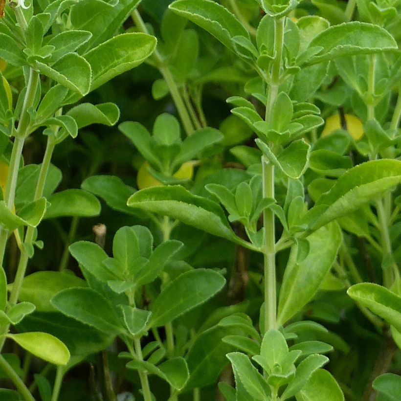 Sauge arbustive Nachtvlinder - Salvia microphylla (Foliage)