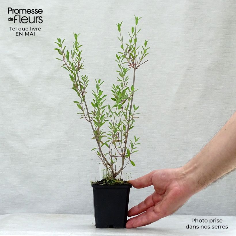 Example of Sauge arbustive Nachtvlinder - Salvia microphylla Godet de 8/9 cm as you get in printemps