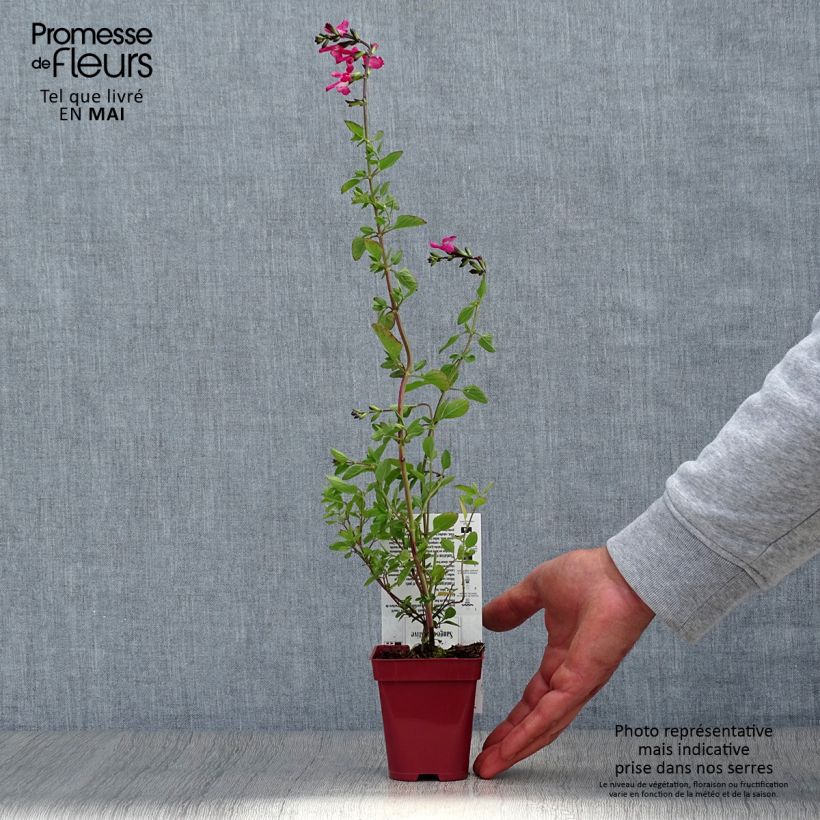 Example of Sauge arbustive Pink Lips (Jeremy) - Salvia microphylla Godet de 8/9 cm as you get in printemps