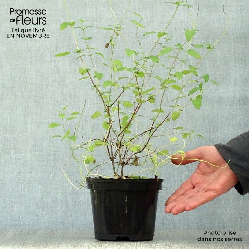 Spécimen de Sauge arbustive Pink Lips (Jeremy) - Salvia microphylla Pot de 2L/3L tel que livré en automne