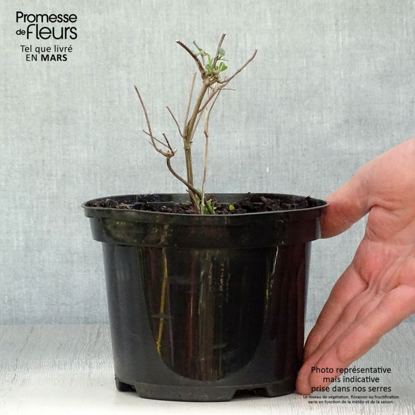 Example of Sauge arbustive Pink Lips (Jeremy) - Salvia microphylla Pot de 2L/3L as you get in printemps