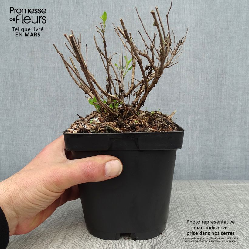 Example of Sauge arbustive Reve Rouge - Salvia jamensis Pot de 2L/3L as you get in printemps
