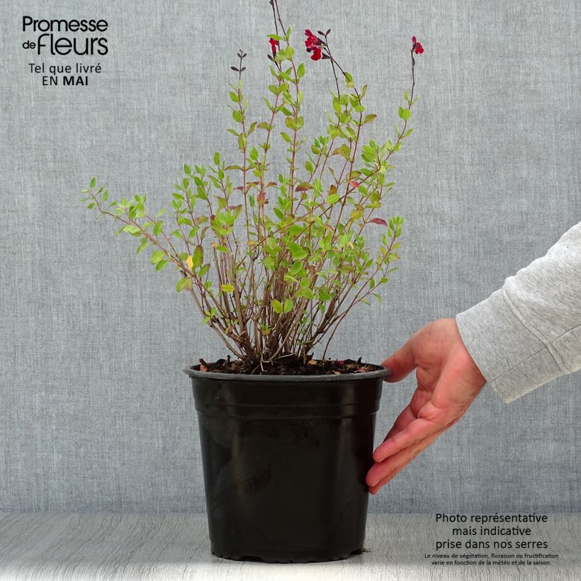 Example of Sauge arbustive Reve Rouge - Salvia jamensis Pot de 4L/5L as you get in printemps