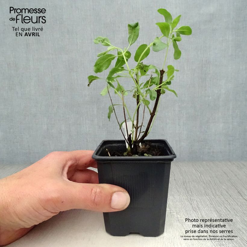 Example of Sauge arbustive - Salvia greggii Alba Godet de 8/9 cm as you get in printemps