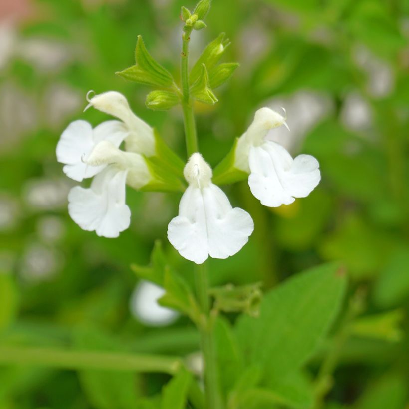 Sauge arbustive - Salvia greggii Alba (Flowering)