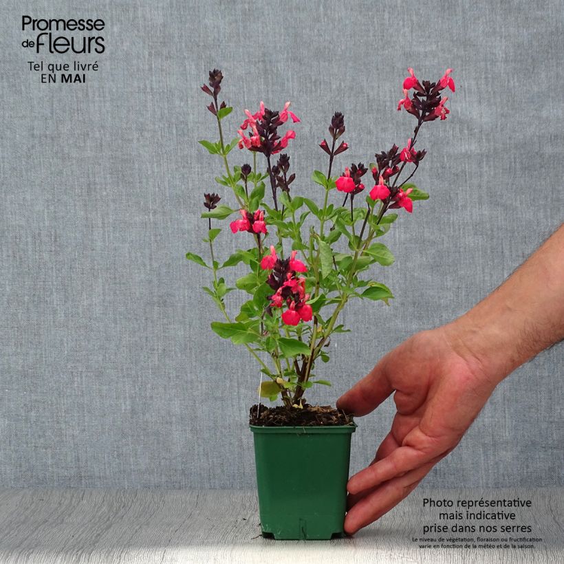Example of Sauge arbustive - Salvia greggii Mirage Salmon Godet de 8/9 cm as you get in printemps