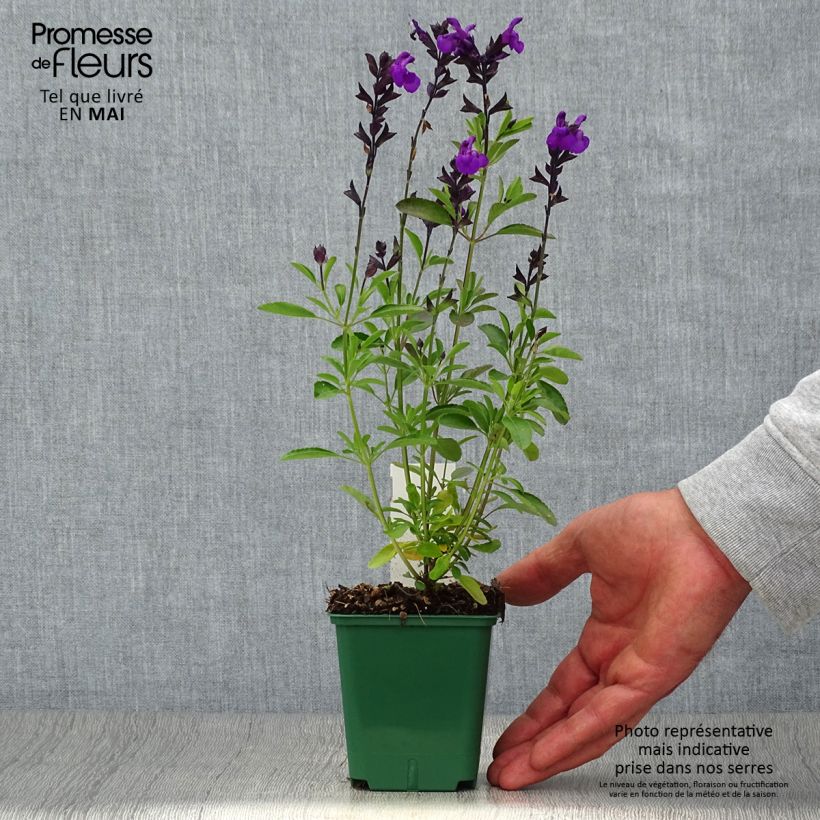 Example of Sauge arbustive - Salvia greggii Mirage Violet Godet de 8/9 cm as you get in printemps
