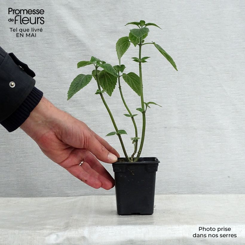 Example of Sauge arbustive - Salvia guaranitica Black and Blue Godet de 7/8 cm as you get in printemps