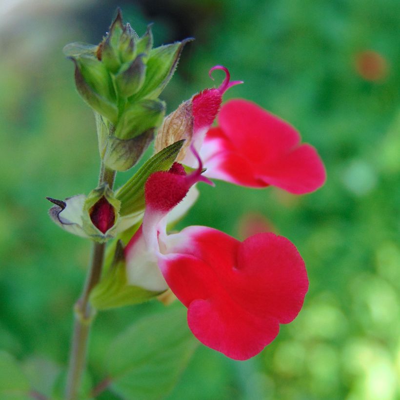 Sauge arbustive - Salvia microphylla Hot Lips (Flowering)