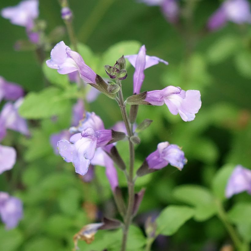 Sauge arbustive So Cool Pale Blue - Salvia microphylla (Floraison)