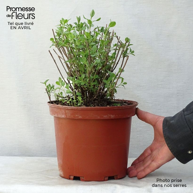 Example of Sauge arbustive Violette de Loire - Salvia jamensis Pot de 4L/5L as you get in printemps